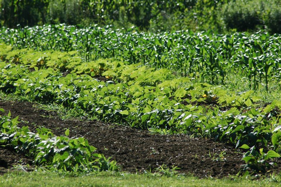 A field with many plants growing in it